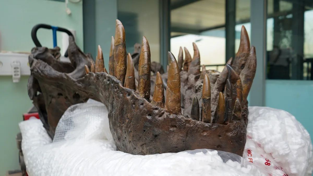 Der Unterkiefer eines T-Rex. 